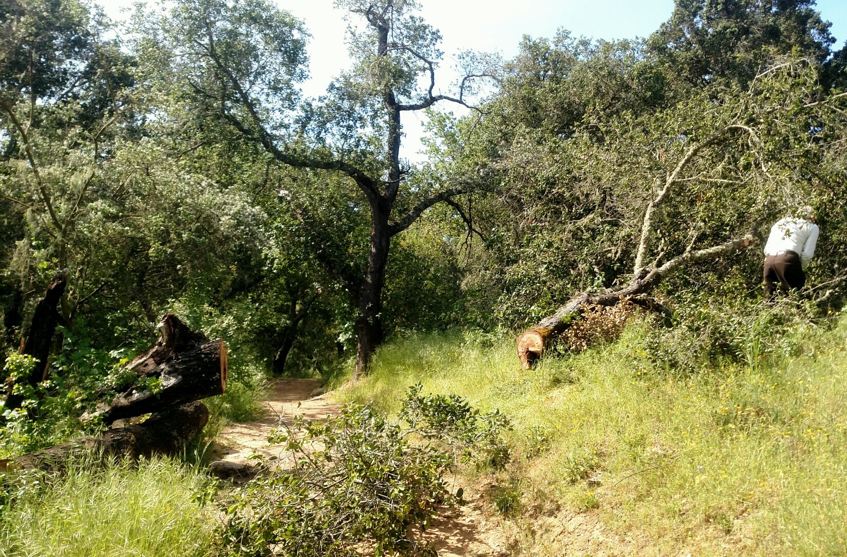 Removing the fallen oak tree.